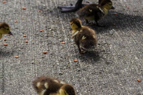 patitos photo