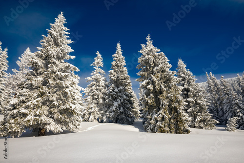 Huge pine trees covered with snow