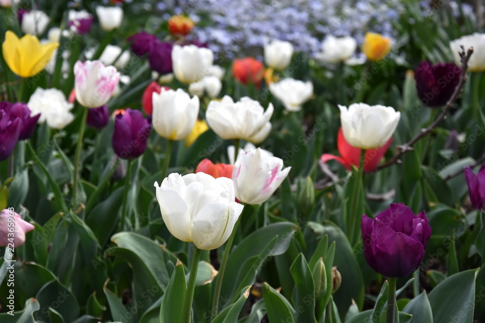 Tulips Colorful Flower Bed Close Up View. Beautiful Bloom Multi Colored White, Yellow, Red, Purple Tulips on Garden Field. Tulips in a blooming field of brilliant colour. Tulips Colorful Flower Bed Close Up View. Beautiful Bloom Multi Colored White, Yellow, Red, Purple Tulips on Garden Field. Tulips in a blooming field of brilliant colour.