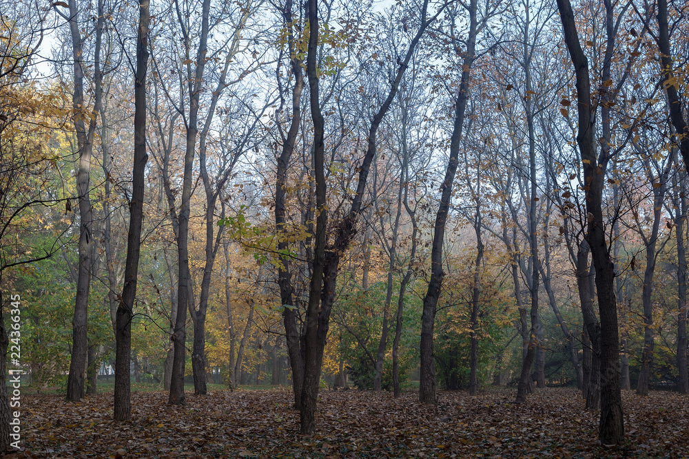 Old city park in autumn. Forest. Fog. Landscape. Old city park in autumn. Forest. Fog. Landscape.