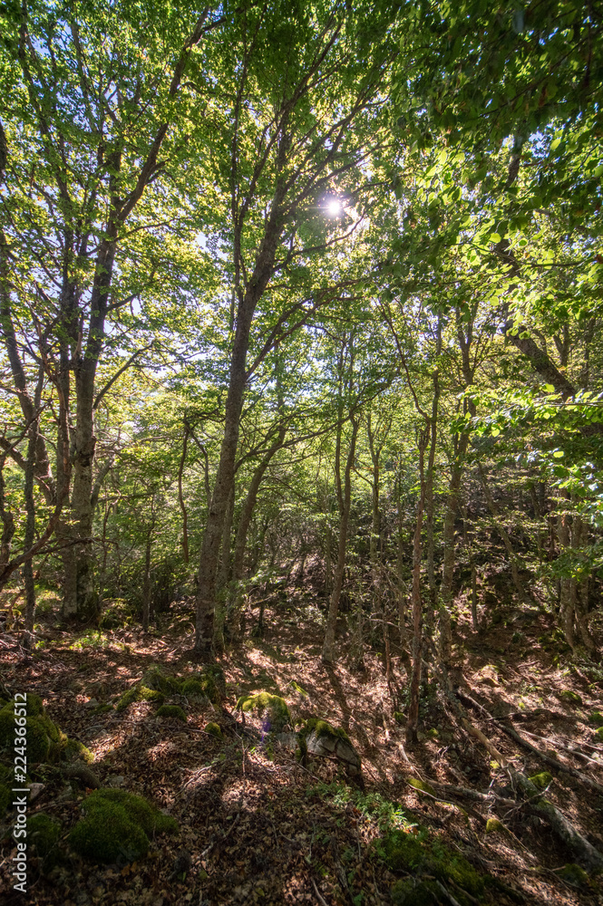 Beech of La Boyariza, Geras de Gordon Leon (Spain), at the end of summer.