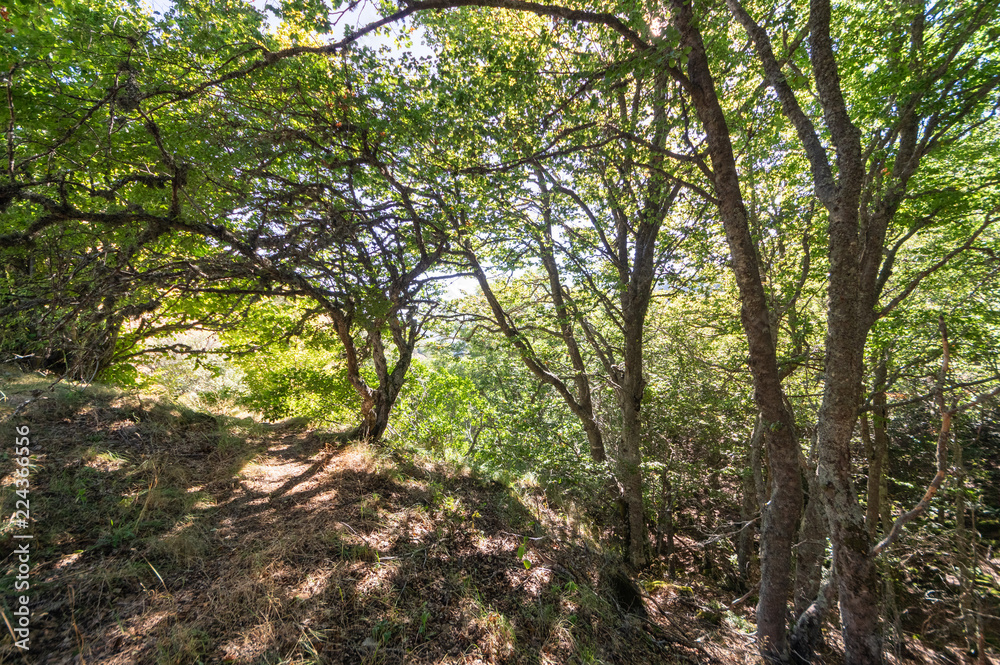 Beech of La Boyariza, Geras de Gordon Leon (Spain), at the end of summer. Beech of La Boyariza, Geras de Gordon Leon (Spain), at the end of summer.