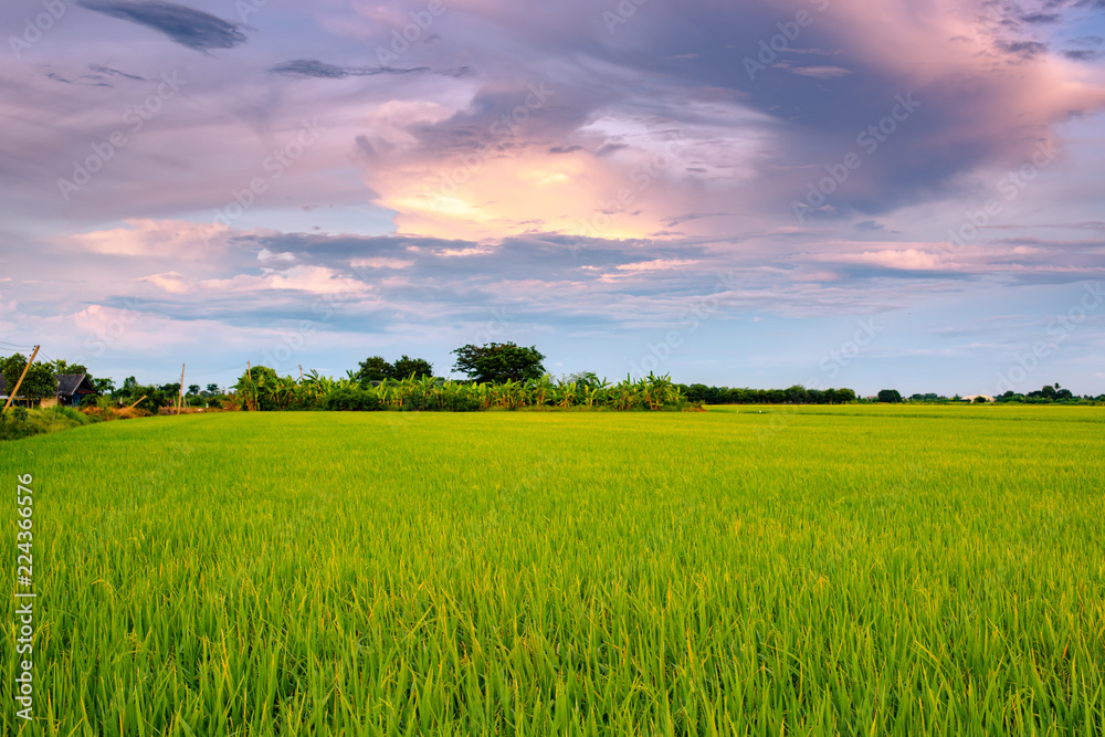 Rice fields with beautiful sky. Rice fields with beautiful sky.
