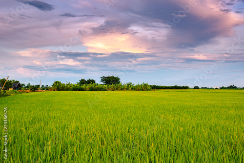 Rice fields with beautiful sky.