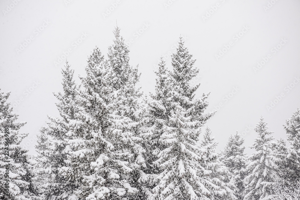 Fototapeta premium Christmas snowfall