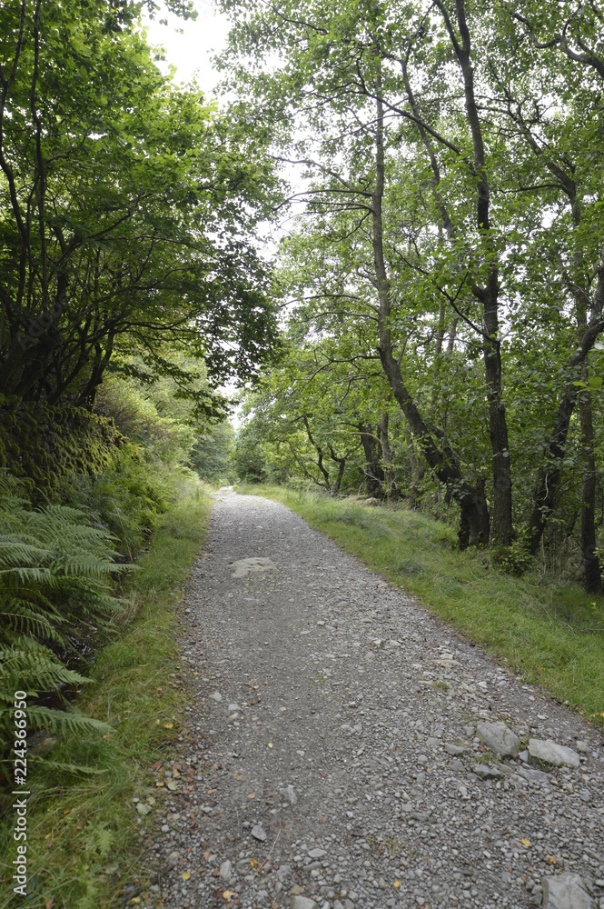 Obraz premium country path through trees