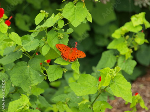 Slika na platnu The color orange with a tinge of red makes for an eye catching delight