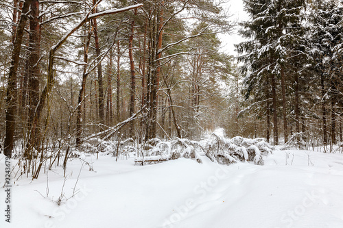 Wallpaper Mural Winter snow forest on a sunny day Torontodigital.ca