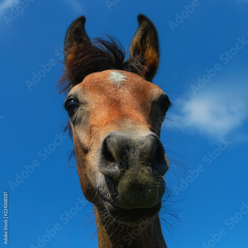 Portrait of an inquisitive Arabian foal in front of  a blue sky © rhoenes