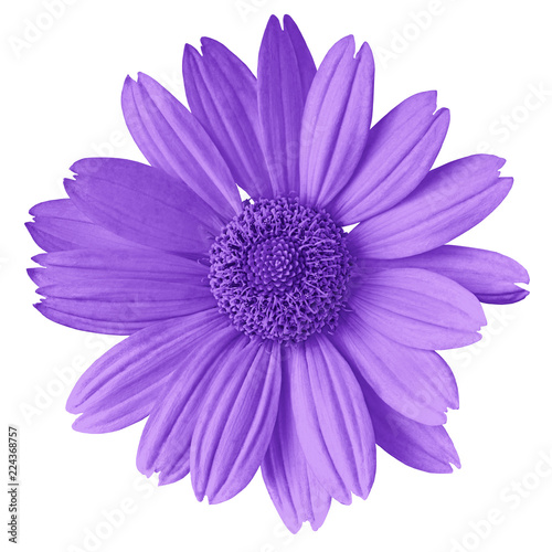 violet flower isolated on white background. Flower bud close up. Nature.