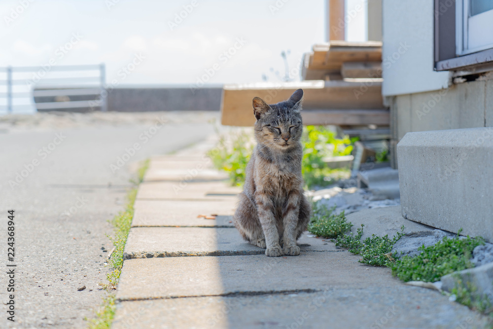 Obraz premium 相島の猫