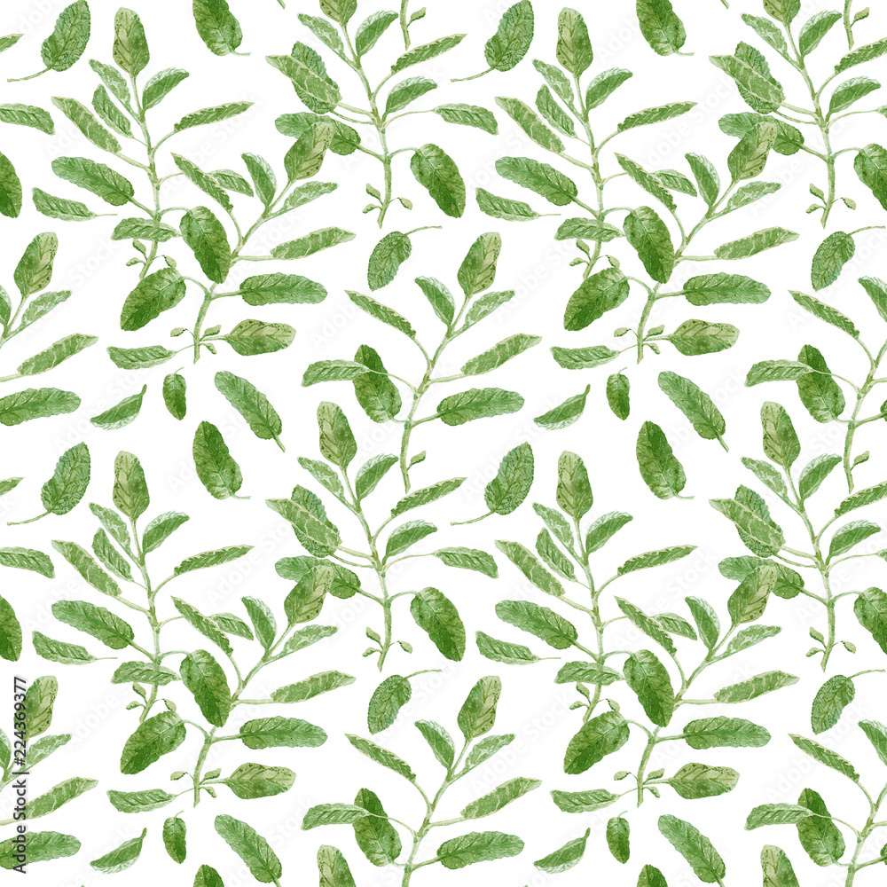Salvia officinalis or garden sage. Sage branch seamless surface pattern isolated on white background. Botanical watercolor illustration Salvia officinalis or garden sage. Sage branch seamless surface pattern isolated on white background. Botanical watercolor illustration