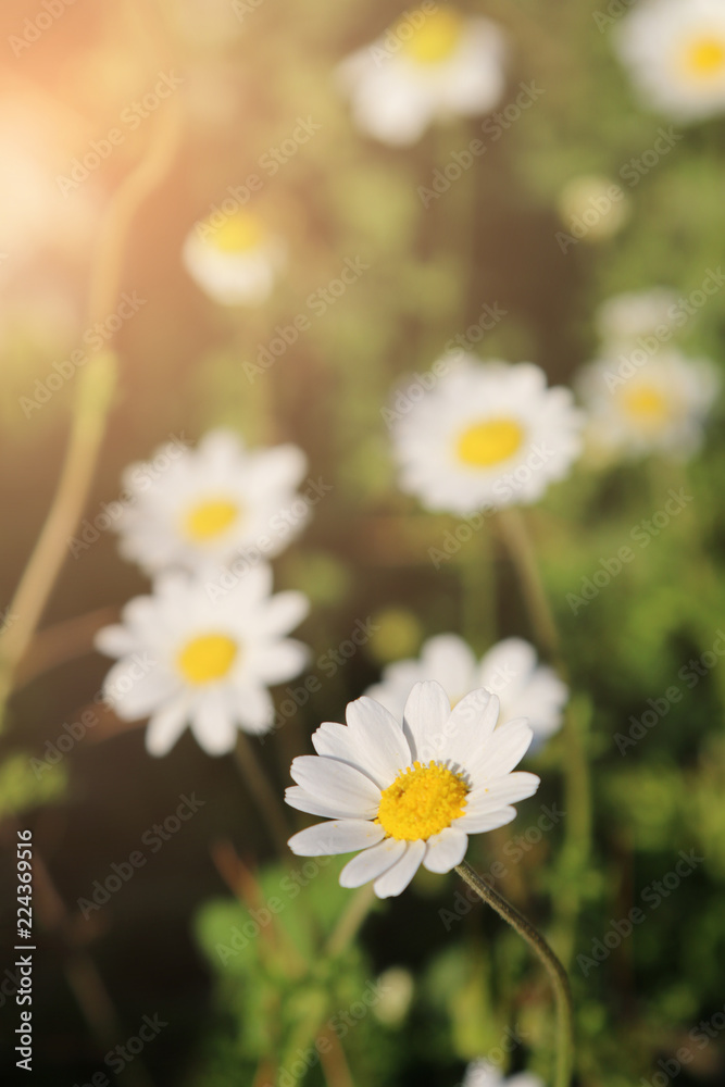 Daisy flowers field. 