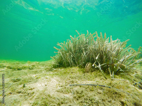 Underwater view of Posidonia Oceanica seaweed in Alghero seafloor