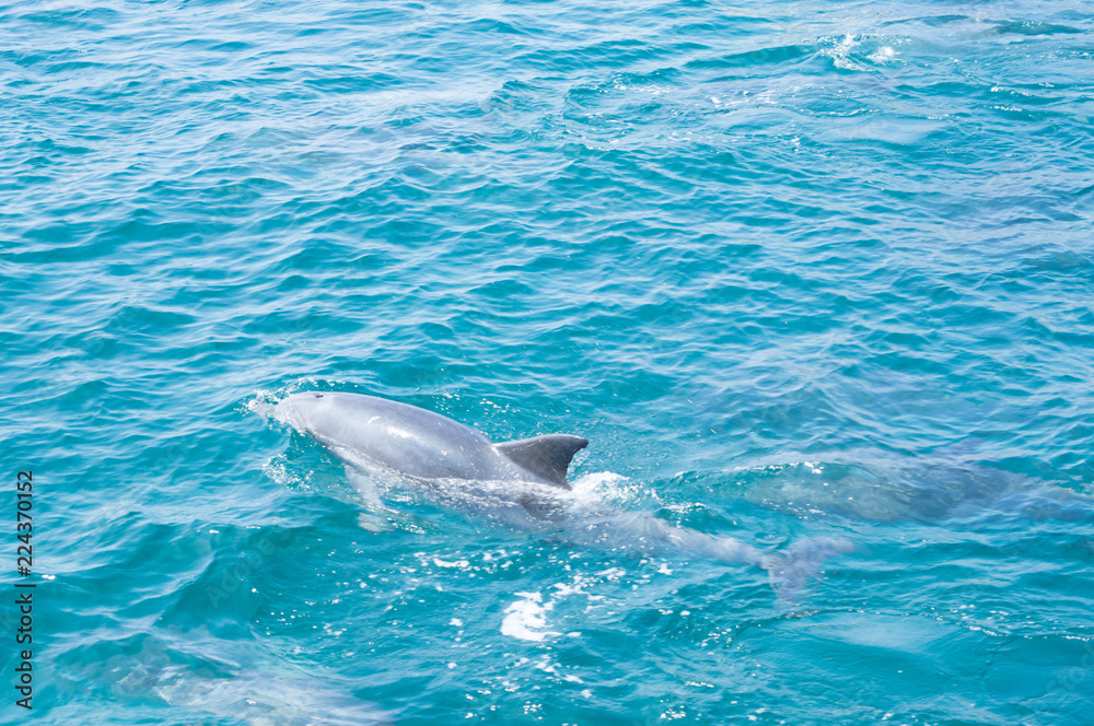 Obraz premium イルカウォッチング