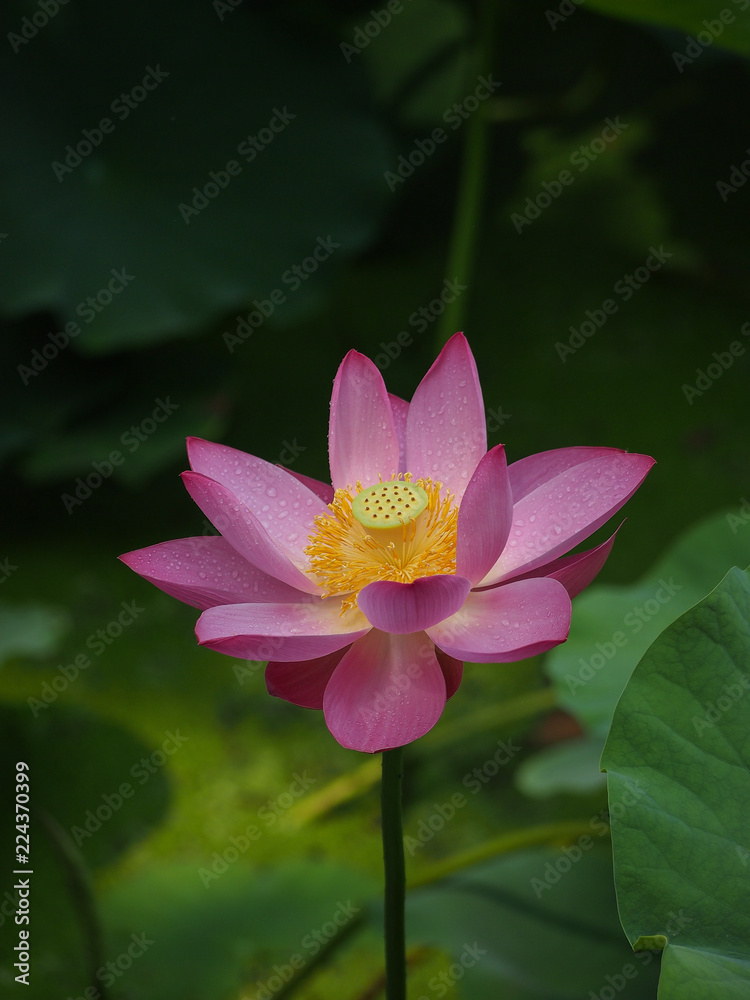 lotus in pond lotus in pond