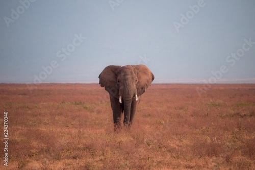 elephant in Ngorongoro Crater, Tanzania