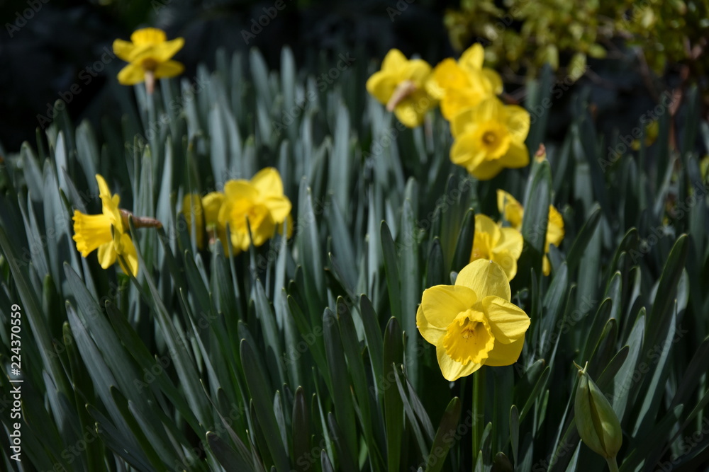 View to a Yellow Daffodil (Narcissus) Flower in Spring. Close-up of blooming Spring Flowers. Season of flowering Daffodils. Narcissus bloom in the Spring. View to a Yellow Daffodil (Narcissus) Flower in Spring. Close-up of blooming Spring Flowers. Season of flowering Daffodils. Narcissus bloom in the Spring.