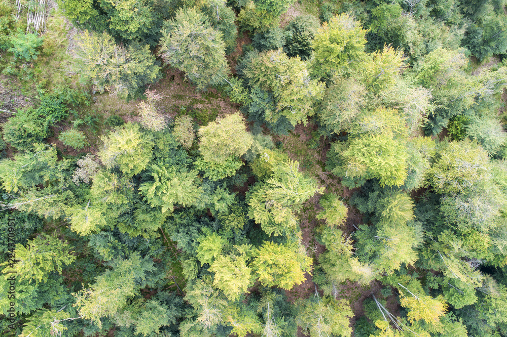 Naklejka premium Deciduous forest. Woodland background, trees viewed from above. Aerial view.