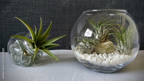 Air Plants, Tillandsia in glass jar arrangement with Pebbles and Stones
