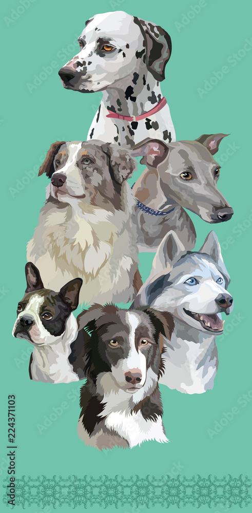 Postcard with dogs of different breeds-6 Postcard with dogs of different breeds-6