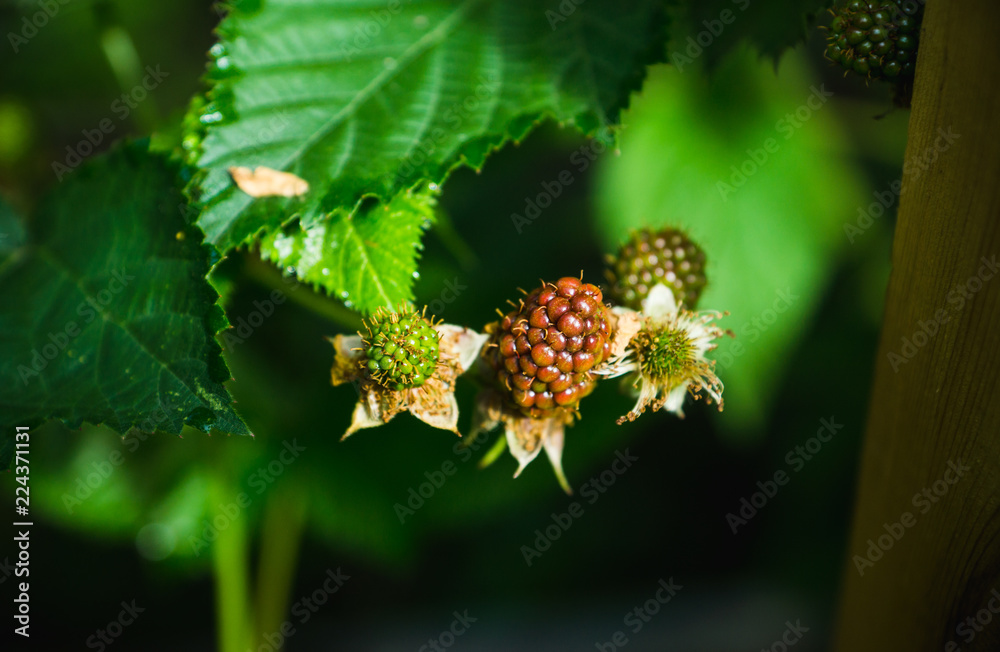 Ripe and unripe blackberries on bush. Selective focus. Shallow depth of field. 
