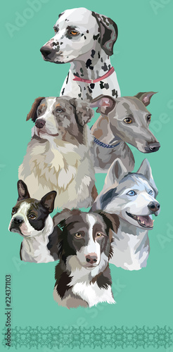 Postcard with dogs of different breeds-6
