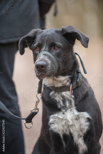 Dog with muzzle and leash watching