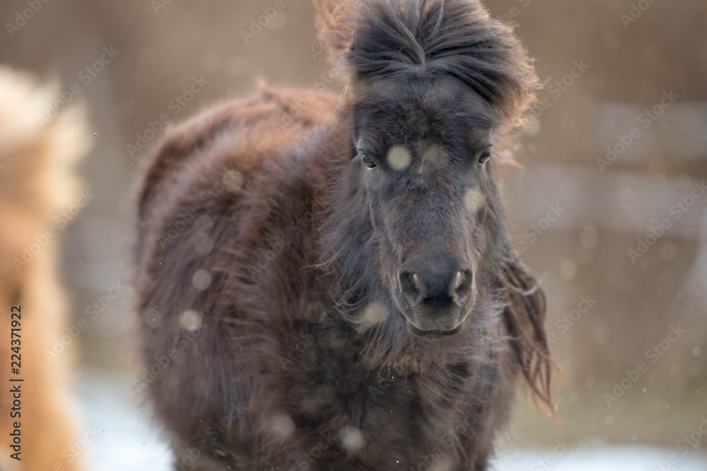 Black pony headshot running with mud spray