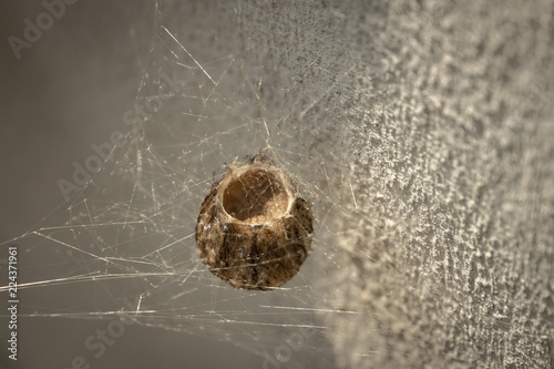 Cocoon or Egg Case of Wasp Spider Argiope Bruenichii. Daylight sunlight. photo