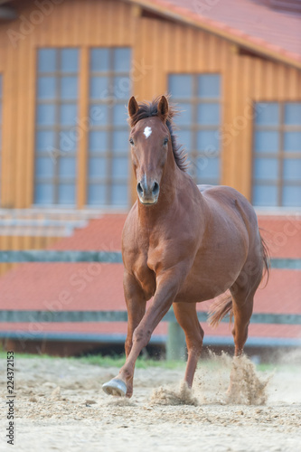 Horse running on training paddock