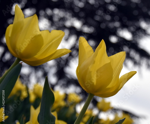 Tulip flower. Beautiful tulips in tulip field with green leaf background. Group of yellow tulips in the park. Spring landscape. Yellow Tulips Close Up. Bright, yellow tulips in Spring sunshine. photo