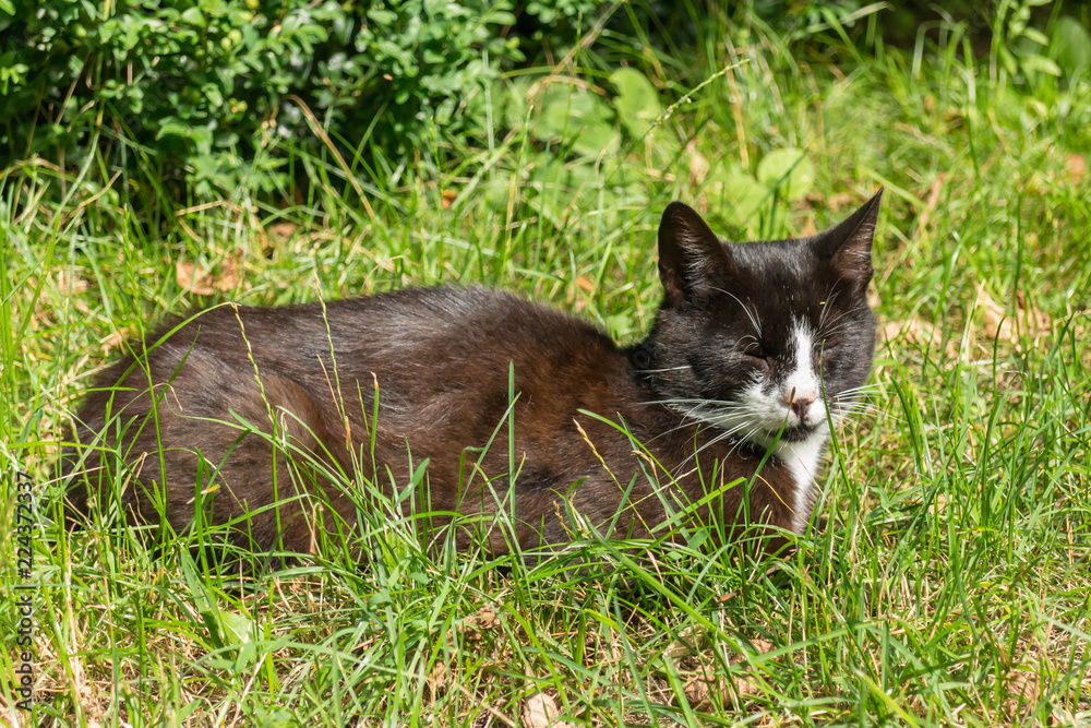 Black and white cat lying in green grass eyes closed