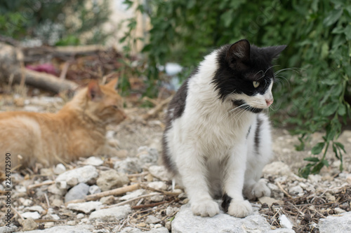 Two cats on the street 