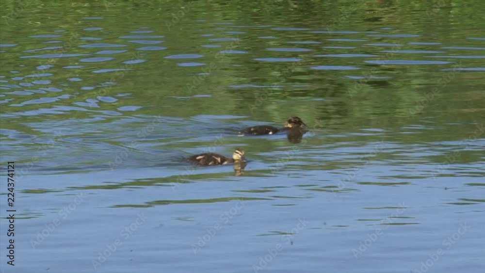 Ducklings swimming in ditch (anas platyrhynchos) chasing insects Ducklings swimming in ditch (anas platyrhynchos) chasing insects
