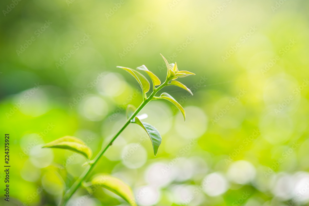 Obraz premium Close up fresh leaf in morning sunlight on blurred greenery background