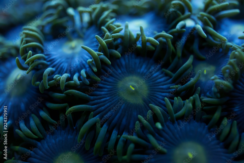 Fototapeta premium rozmycie niebieski okrągły miękki koral tło