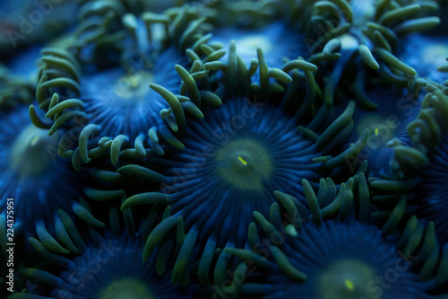 blur blue round soft coral background