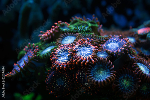 blur red and blue round button corals background