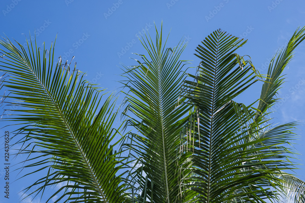 Coconut or plam tree