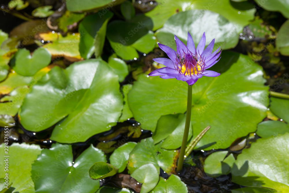 Purple lotus flower with bee absorb on pollen Purple lotus flower with bee absorb on pollen