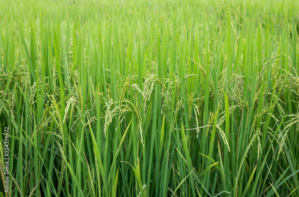 Rice field in the rural area of thailand Rice field in the rural area of thailand
