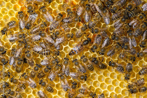 alvéole de ruche et ses abeilles - reine