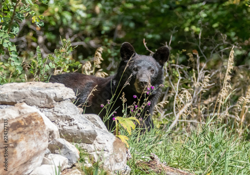 Black bear at Capulin Spring, Cibola National Forest, Sandia Mountains, New Mexico photo