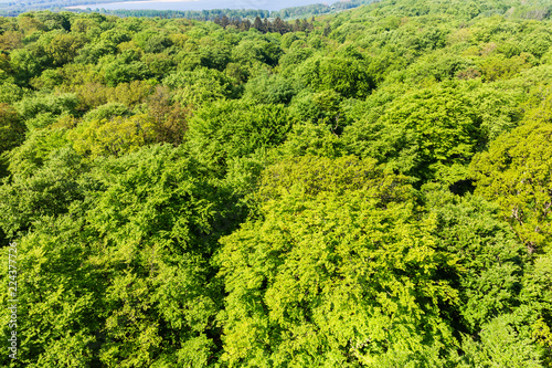 aerial view of beech trees on Ruegen, Germany