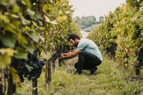 Fototapeta Sweet young tourist man walking around vineyards in Bordeaux, France