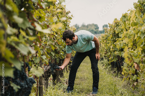 Sweet young tourist man walking around vineyards in Bordeaux, France. Harvest time of the grape. Travel photography. Lifestyle.