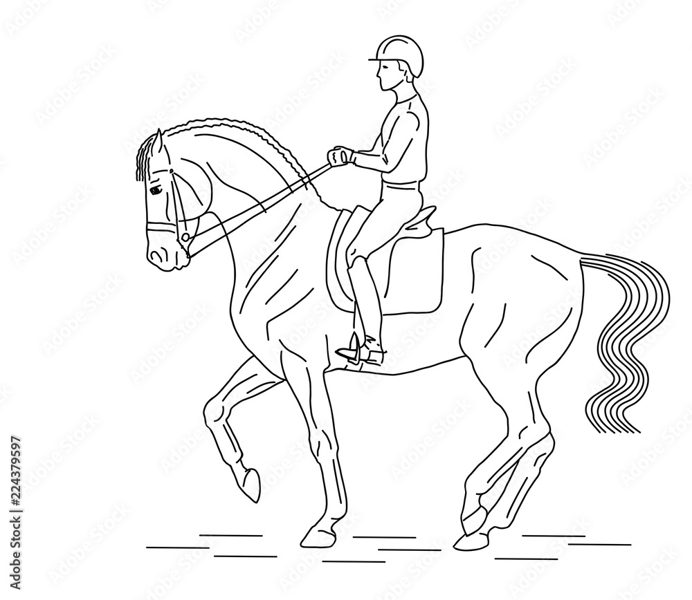 Fototapeta premium Vector illustration of a dressage rider on a horse.