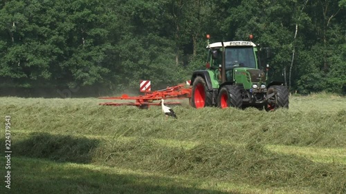 White Stork (ciconia ciconia) forages between windrows while farmer is haying with tractor (Fendt 312 vario) and rake attachment in background. photo