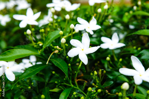 White flowers are small bouquets composed of green leaves. This image is dark green. © Chatree